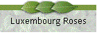 Luxembourg Roses