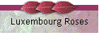 Luxembourg Roses